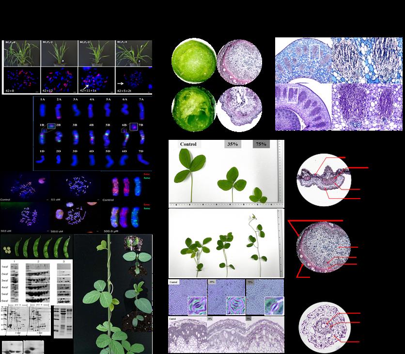 Example Image